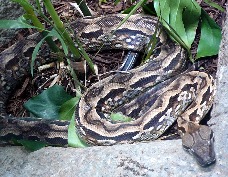 http://upload.wikimedia.org/wikipedia/commons/thumb/c/c3/Acrantophis_madagascariensis_%281%29.jpg/772px-Acrantophis_madagascariensis_%281%29.jpg