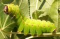 5th instar