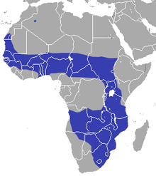 Африканский заяц-саванна area.png
