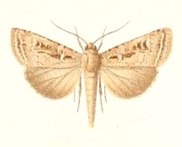 Agrotis laysanensis