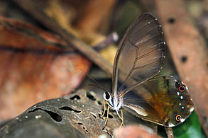 H. p. negra cerca del río Cristalino, Amazonas Sur, Brasil