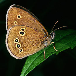 Közönséges ökörszemlepke (Aphantopus hyperantus)