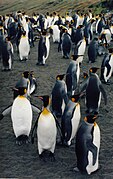 Manchots royaux sur une plage des îles Crozet.