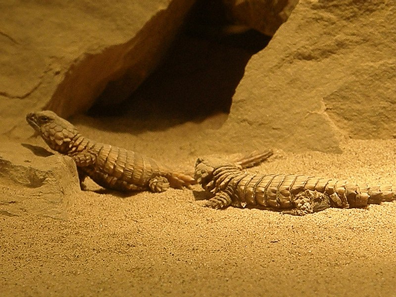 Armadillo girdle-tailed lizard