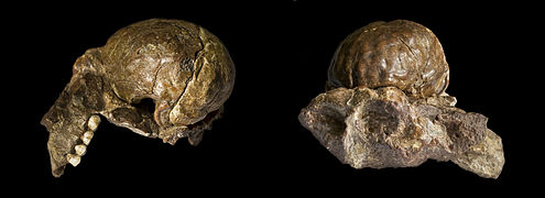 Moulage naturel de l'endocrâne d'un Australopithecus africanus (Sts 60 & Tm 1511)