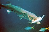 Sphyraena barracuda са плијеном