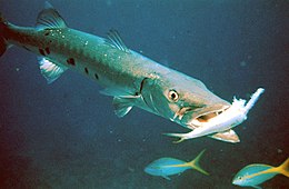 Atlantinė barakuda (Sphyraena barracuda)