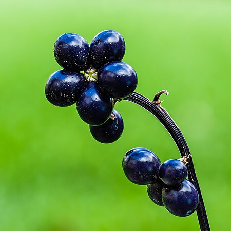 图为一株名为“尼日尔”的高节沿阶草上的莓果。