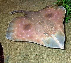 Beringraja binoculata