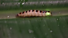 Файл: Биолюминесцентный жук Elateroidea (видео) .webm