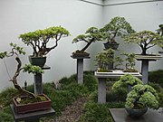 Bonsai Trees showing a variety of different styles in Sydney, Australia.