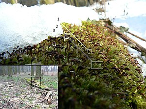 Fresh snow partially covers rough-stalked feather-moss (Brachythecium rutabulum), growing on a thinned hybrid black poplar (Populus x canadensis). The last stage of the moss lifecycle is shown, where the sporophytes are visible before dispersion of their spores: the calyptra (1) is still attached to the capsule (3). The tops of the gametophytes (2) can be discerned as well. Inset shows the surrounding, black poplars growing on sandy loam on the bank of a kolk, with the detail area marked. Brachythecium rutabulum on Populus x canadensis.jpg