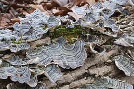 Turkey-tail of Accotink Creek