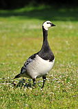 Branta leucopsis - стоит в поле-8.jpg