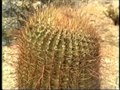 Файл: Cactareae - Ferocactus cylindraceus - Barrel Cactus.webm