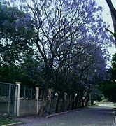 Jacarandás en calle Avellaneda. Olta. La Rioja.