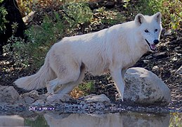 Loup de la toundra d'Alaska (C. l. tundrarum)