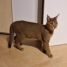 Caracat-Katze