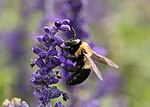 Xylocopa virginica.