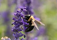 Xylocopa virginica в САЩ