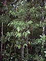 Cinnamomum oliveri juvenile, Foxground