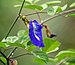 Clitoria ternatea