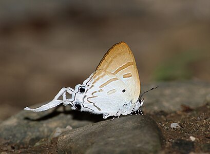 Ventral view