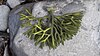 The velvet horn seaweed (Codium tomentosum)