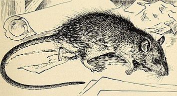 Urban black rats were common and flea bites regularly happened on city streets. Controlling rats and mice (1952) (20698720071).jpg