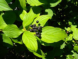 sangoruĝa kornuso (Cornus sanguinea)