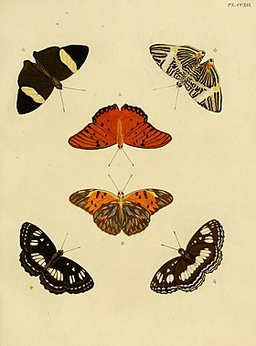 C. dirce é o par de borboletas acima, nesta gravura de 1782.[1]