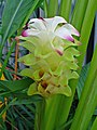 Curcuma longa (Zingiberaceae)