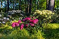 Juni: Rhododendronwald in der Bauerschaft Welte in Dülmen