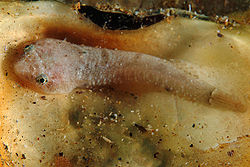 Риба-качечка двоплямиста (Diplecogaster bimaculata)