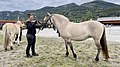 Beautiful Fjordhorses.