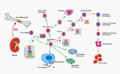 EPO hematopoiesis (German)