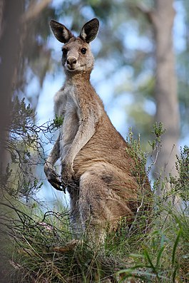 Гигантский кенгуру (Macropus giganteus)