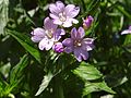 Epilobium alpestre T69.2. jpg