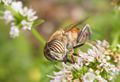 Eristalinus taeniops