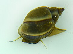 ici photographié dans l'eau