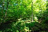 Eureka Maple Woods.jpg