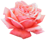 Extracted pink rose.png