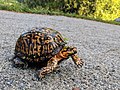 A Female Eastern Box Turtle in Central Park, New York City