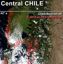 Fitzroya cupressoides distribution map.jpg