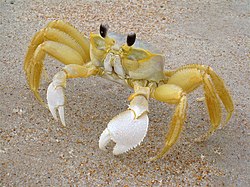 FloridaGhostCrab.jpg