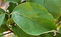 Leaf closeup of Cornus florida 'Appalacian Spring'