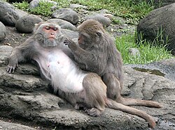 Formosan macaque.jpg