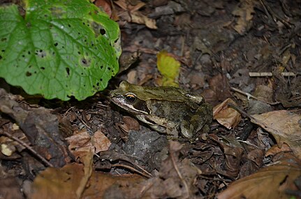 Frosch, von links *