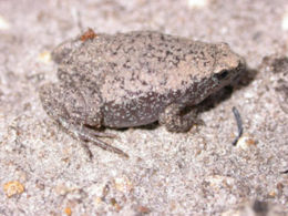 Karolininė vagotoji siauraburnė (Gastrophryne carolinensis)