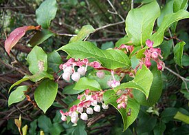 Isosalali Gaultheria shallon